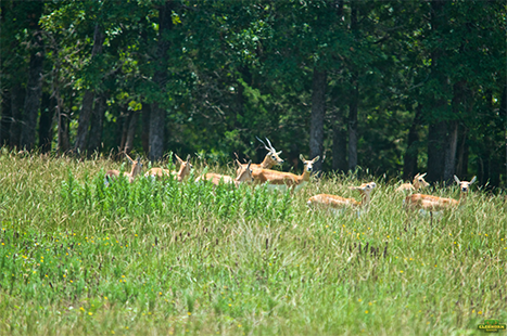 Blackbuck herd